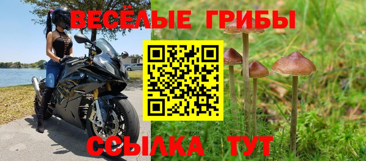Галлюциногенные грибы Psilocybine cubensis Нарткала